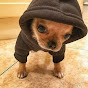 DogPack404